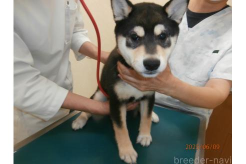 販売中の大阪府の柴犬-389732の4枚目