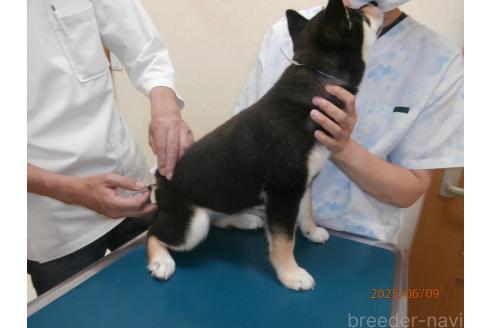 販売中の大阪府の柴犬-389732の3枚目