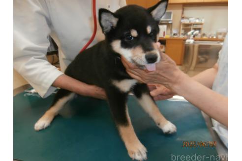 成約済の大阪府の柴犬-389730の3枚目