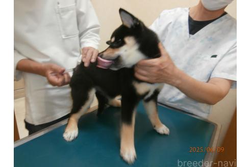 成約済の大阪府の柴犬-389730の2枚目