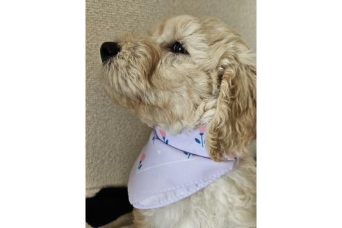 販売中の島根県のミックス犬-391824の3枚目