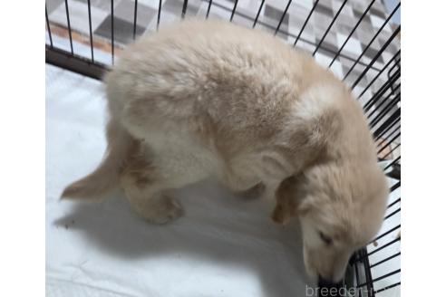成約済の千葉県のゴールデンレトリーバー-390484の2枚目