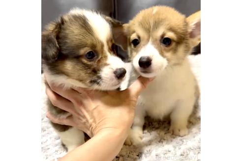 販売中の奈良県のウェルシュコーギーペンブローク-392401の9枚目