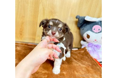 販売中の愛知県のチワワ(ロングコート)-392407