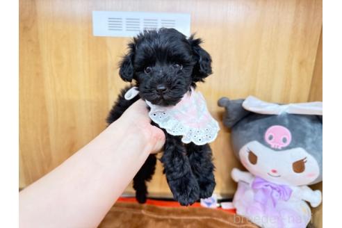販売中の愛知県のチワプー:チワワ×トイプードル-392408の2枚目