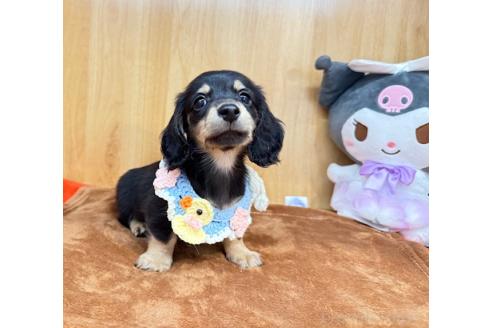 販売中の愛知県のミニチュアダックスフンド(ロングヘアード)-392409の4枚目