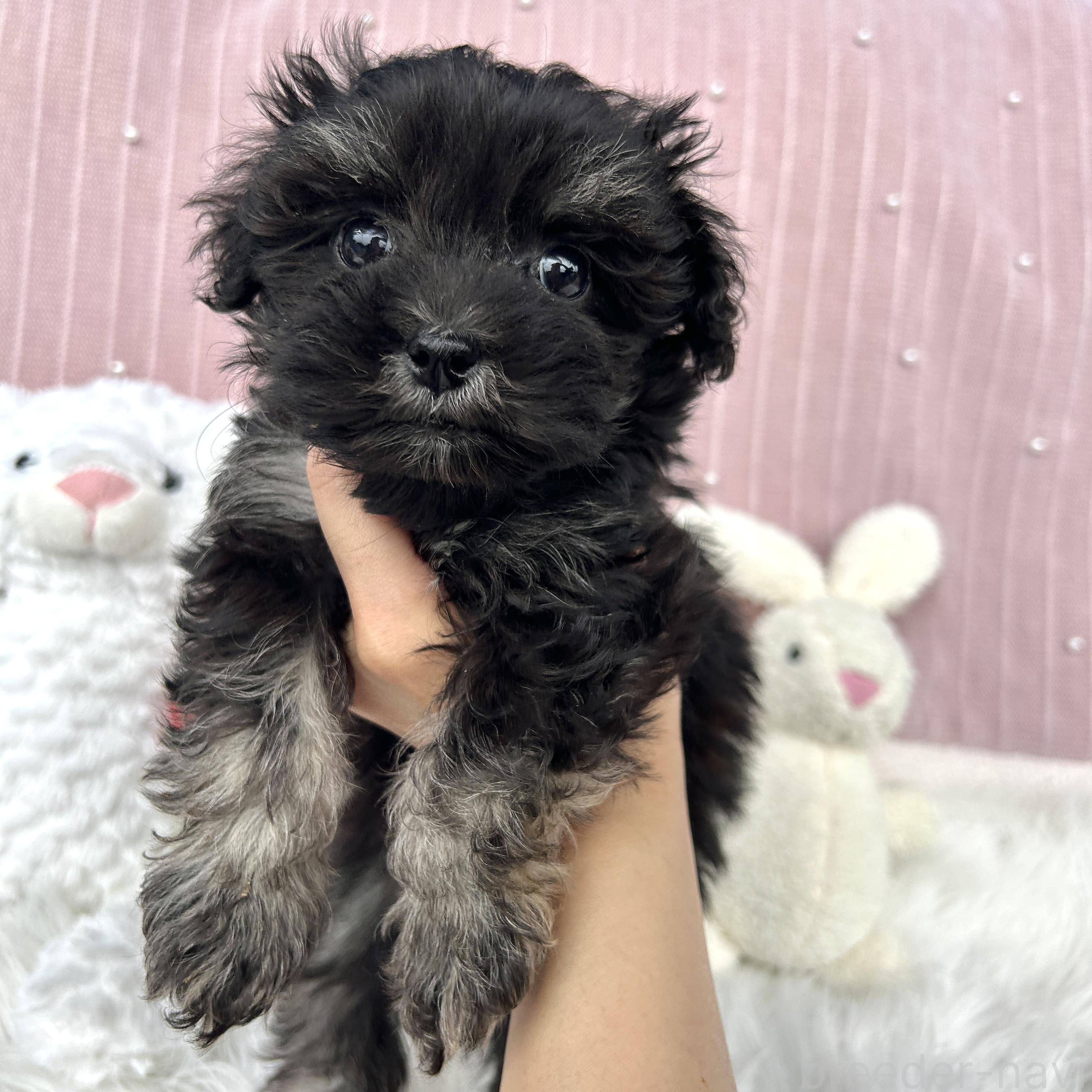 販売中の栃木県のマルプー:マルチーズ×トイプードル-389447の4枚目