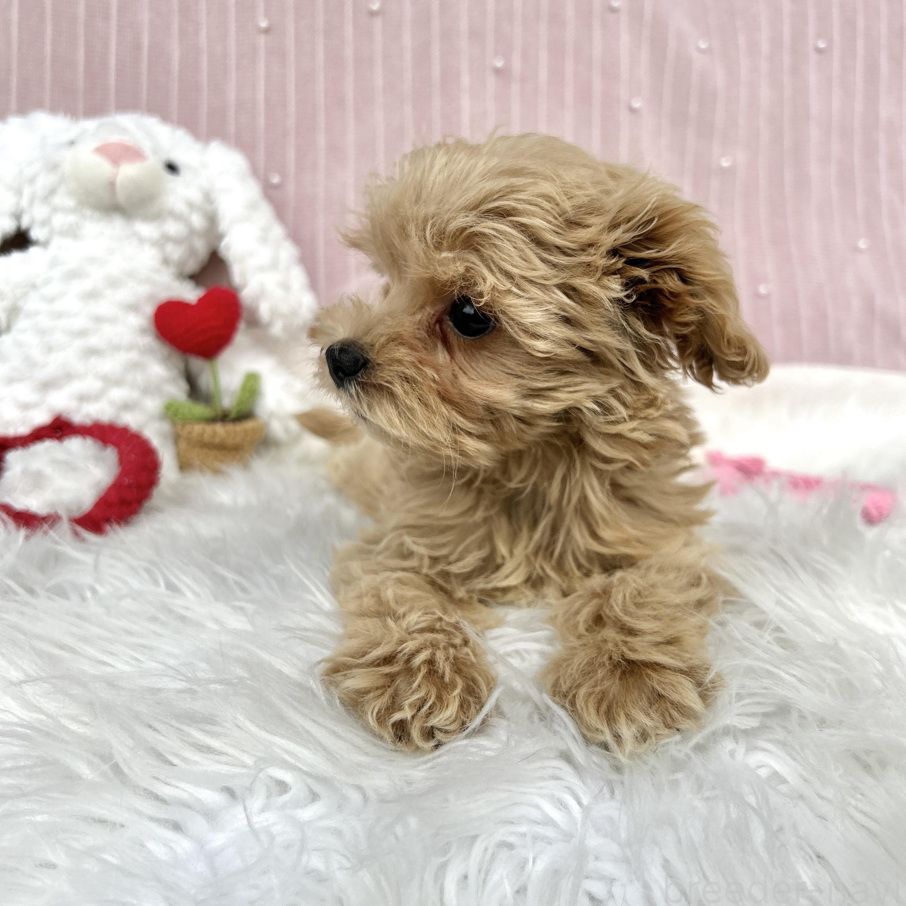 販売中の栃木県のマルプー:マルチーズ×トイプードル-385102の5枚目