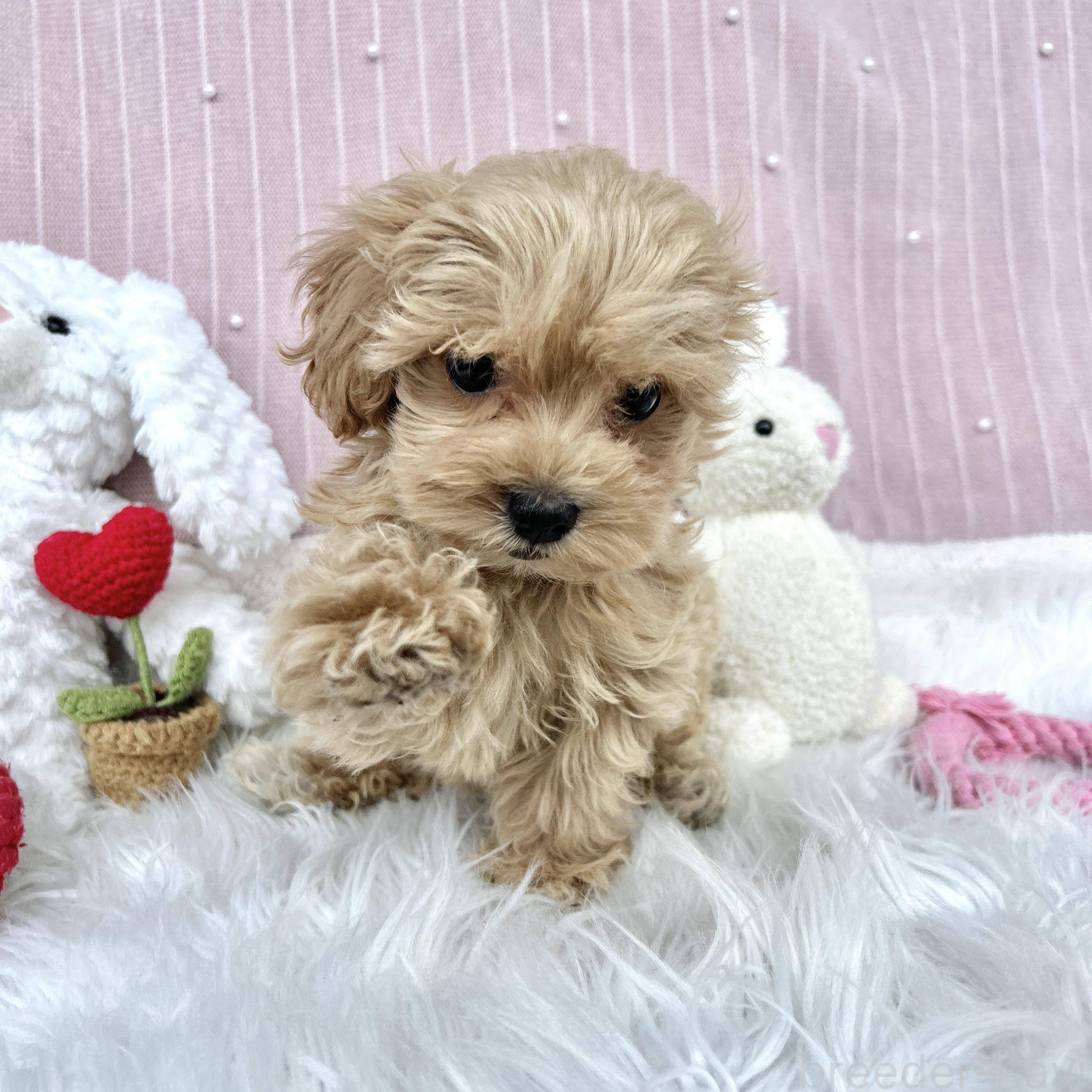 販売中の栃木県のマルプー:マルチーズ×トイプードル-385102の4枚目
