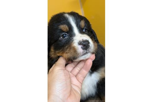 販売中の愛知県のバーニーズマウンテンドッグ-392410の5枚目