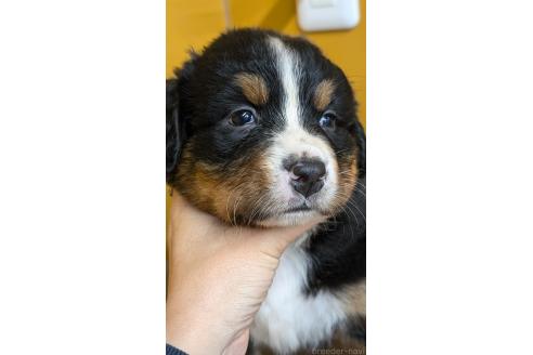 販売中の愛知県のバーニーズマウンテンドッグ-392410の4枚目