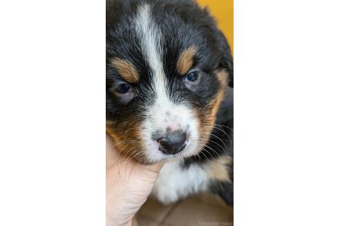 販売中の愛知県のバーニーズマウンテンドッグ-392410の2枚目