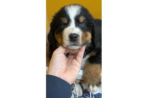 販売中の愛知県のバーニーズマウンテンドッグ-392412の2枚目
