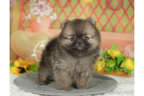 販売中の東京都のポメラニアン-392328の6枚目