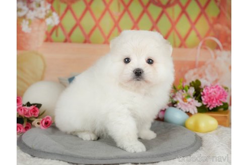 販売中の東京都のポメマル:ポメラニアン×マルチーズ-392303の5枚目