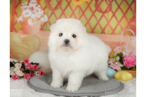販売中の東京都のポメマル:ポメラニアン×マルチーズ-392303の6枚目