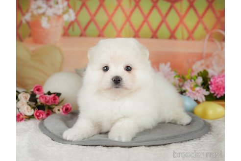 販売中の東京都のポメマル:ポメラニアン×マルチーズ-392303の7枚目