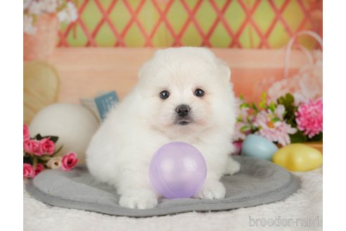 販売中の東京都のポメマル:ポメラニアン×マルチーズ-392303の4枚目