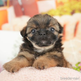 販売中の栃木県のミックス犬-392424の4枚目