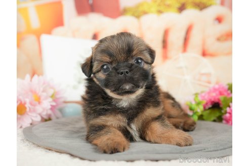 販売中の栃木県のミックス犬-392424の7枚目