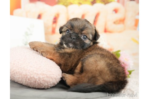 販売中の栃木県のミックス犬-392424の8枚目