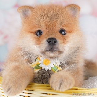 販売中の東京都のミックス犬-393495