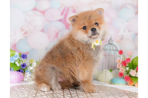 販売中の東京都のミックス犬-393495の4枚目