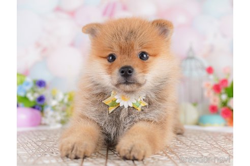 販売中の東京都のミックス犬-393495の5枚目