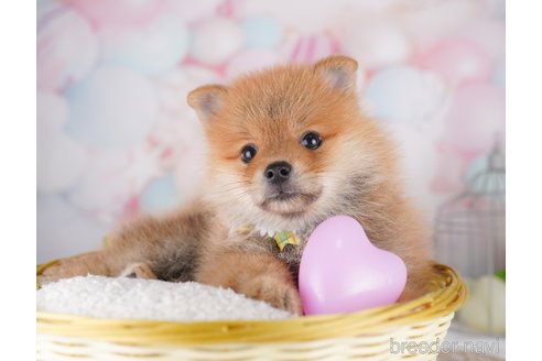 販売中の東京都のミックス犬-393495の6枚目