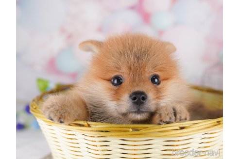 販売中の東京都のミックス犬-393495の2枚目