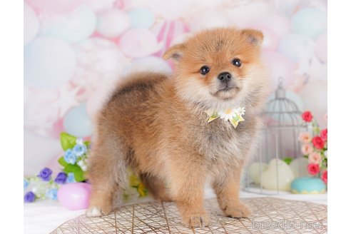 販売中の東京都のミックス犬-393495の3枚目