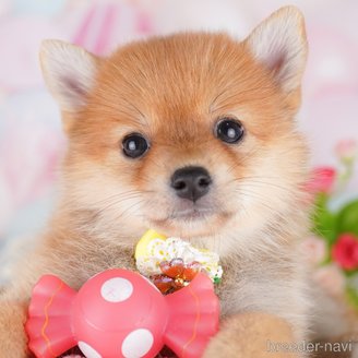 販売中の東京都のミックス犬-393496