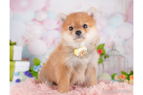 販売中の東京都のミックス犬-393496の4枚目