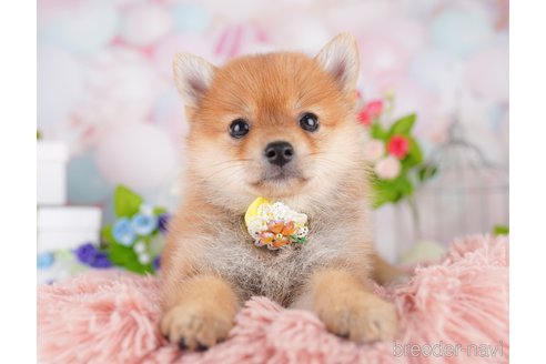 販売中の東京都のミックス犬-393496の5枚目