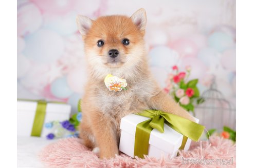 販売中の東京都のミックス犬-393496の2枚目