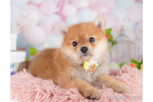 販売中の東京都のミックス犬-393496の3枚目