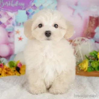 販売中の千葉県のミックス犬-392875