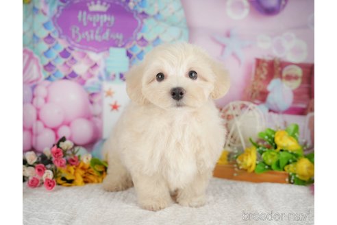 販売中の千葉県のミックス犬-392875の4枚目