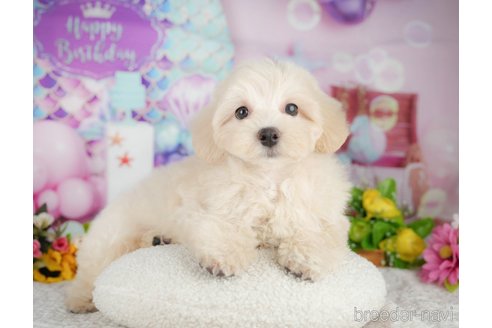 販売中の千葉県のミックス犬-392875の5枚目