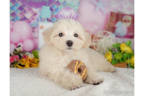 販売中の千葉県のミックス犬-392875の6枚目