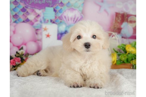 販売中の千葉県のミックス犬-392875の7枚目