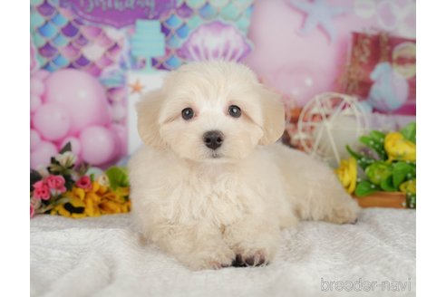 販売中の千葉県のミックス犬-392875の8枚目