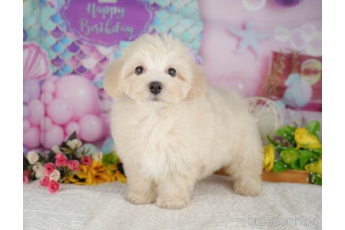 販売中の千葉県のミックス犬-392875の10枚目