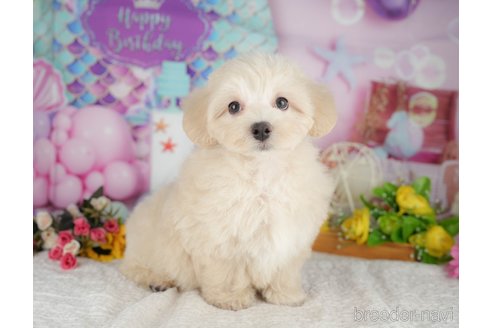 販売中の千葉県のミックス犬-392875の9枚目