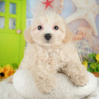 販売中の千葉県のミックス犬-392876