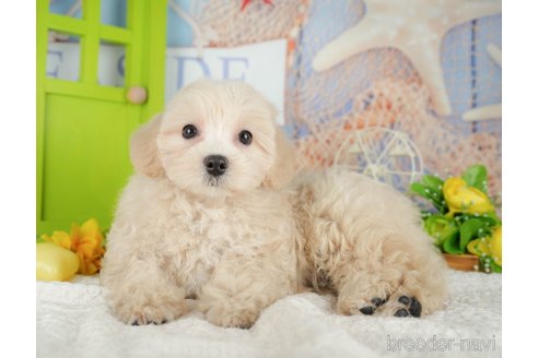 販売中の千葉県のミックス犬-392876の6枚目