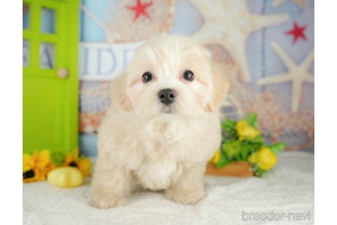 販売中の千葉県のミックス犬-392876の7枚目