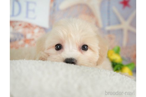 販売中の千葉県のミックス犬-392876の8枚目