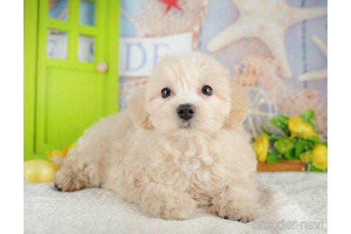 販売中の千葉県のミックス犬-392876の9枚目