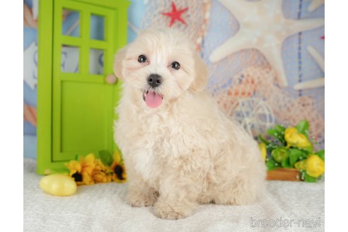販売中の千葉県のミックス犬-392876の10枚目